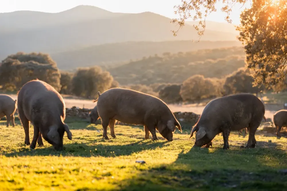 Viande à Tritteling-Redlach