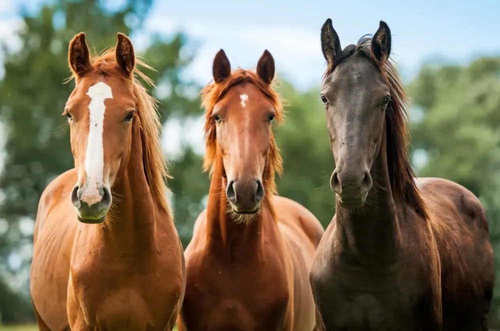 trois chevaux