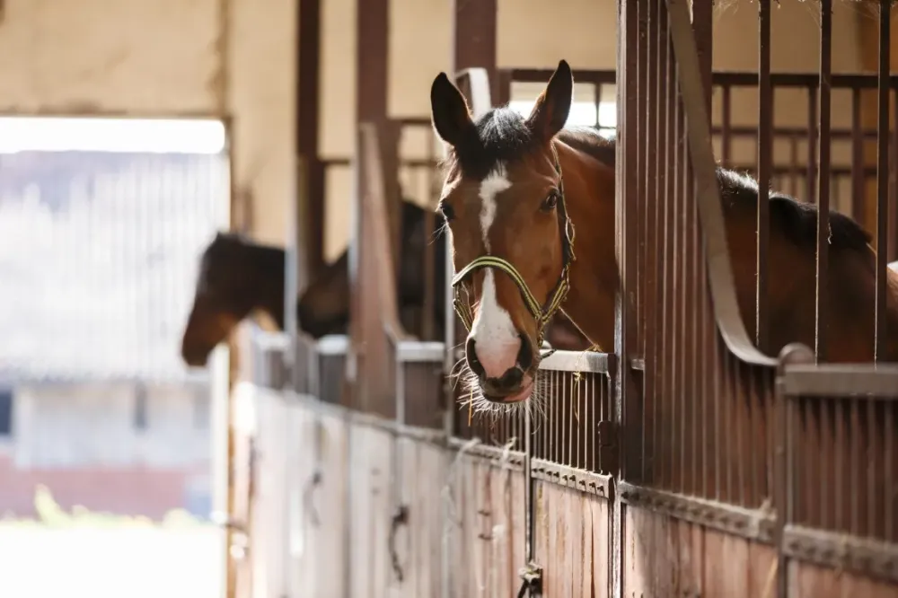 Pension chevaux à Tritteling-Redlach